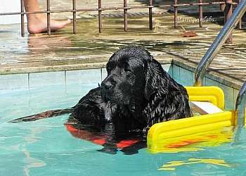 Plataforma de piscina para cães